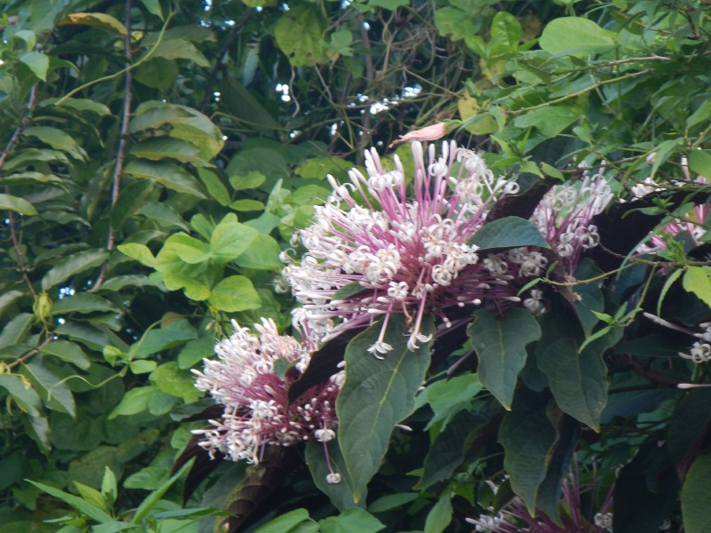 Tahaa Wild Flowers