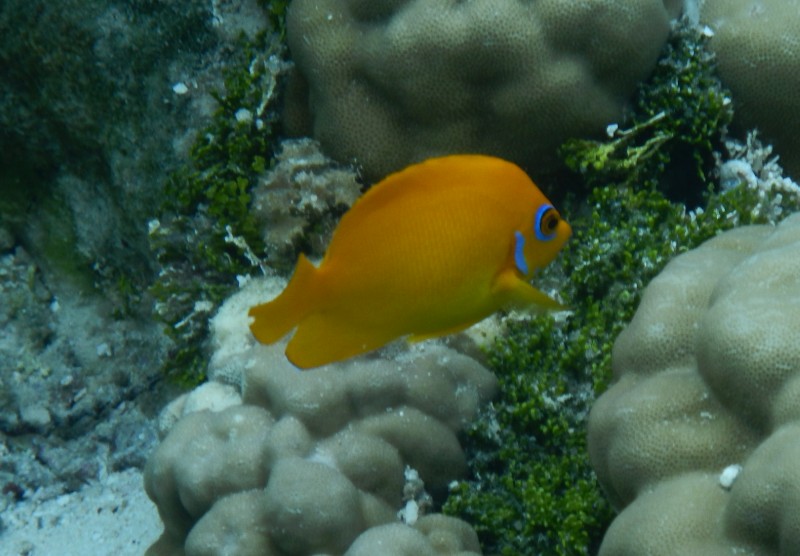 Yellow fish