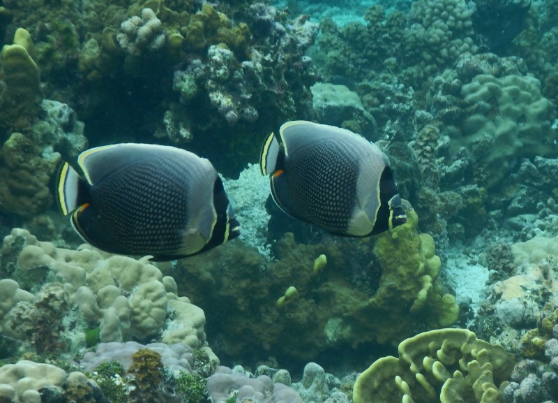 Angel Fish