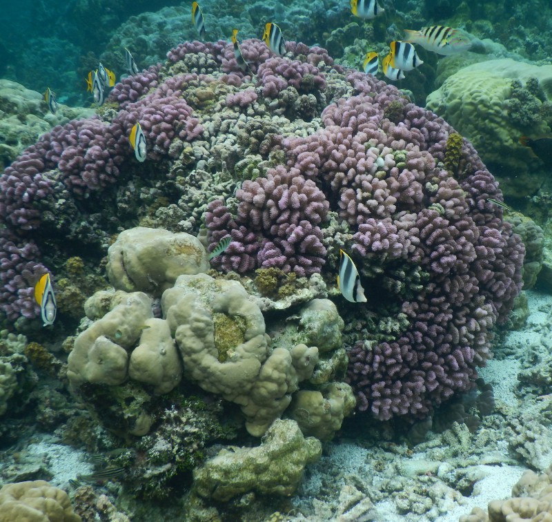 Butterfly fish with pink coral