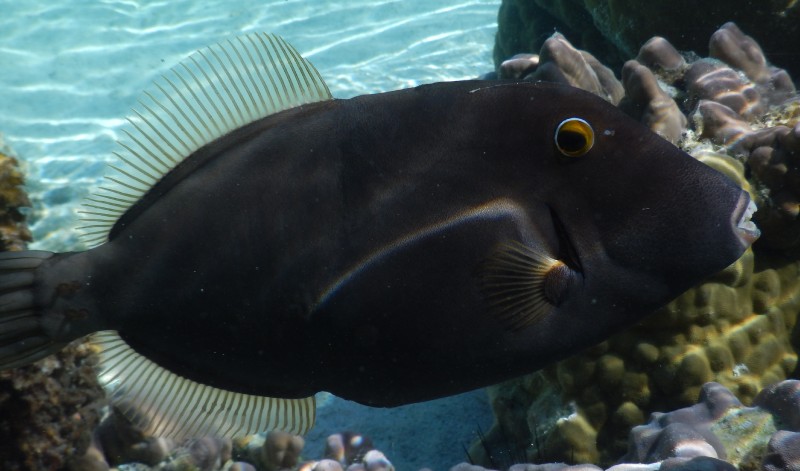 Friendly Fish