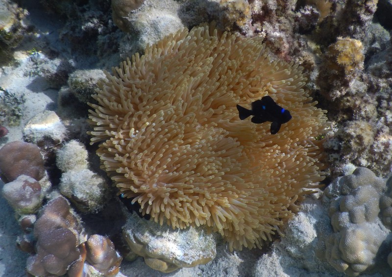 Nemo's Brother