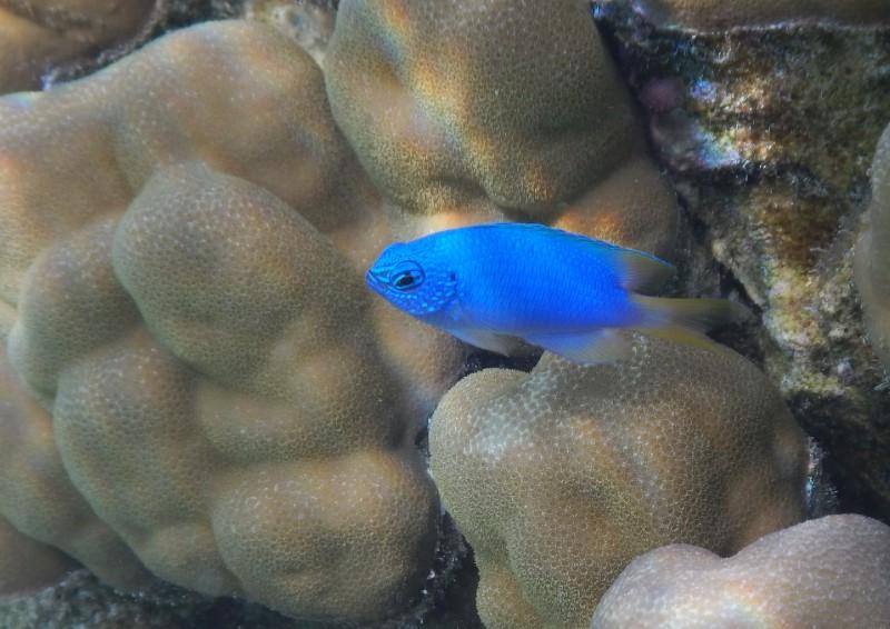 Blue Fish