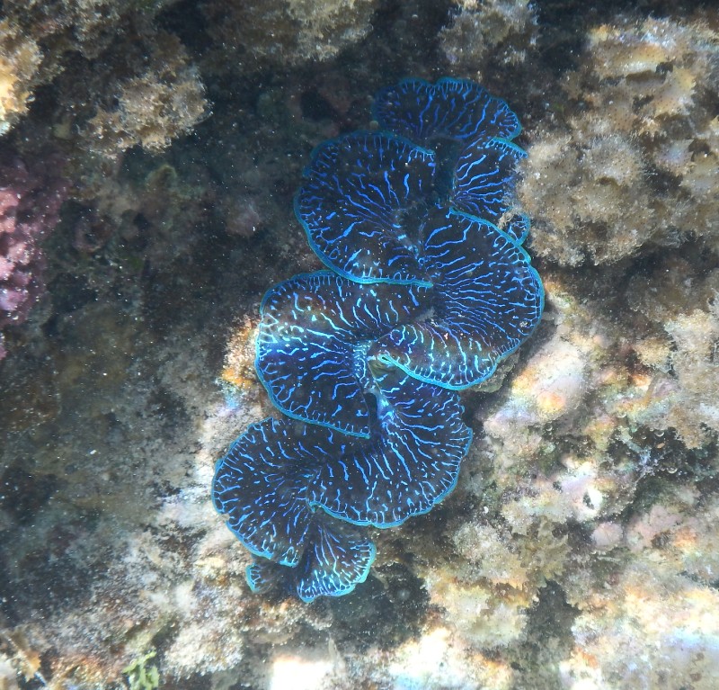 Our favorite colorful clams