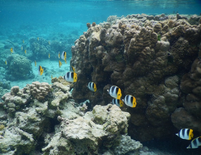 More Butterfly Fish going somewhere