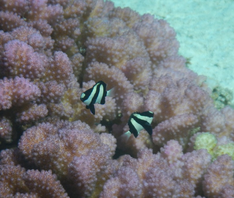Night And our favorite zebra fish always in pairs in some pink coral.
