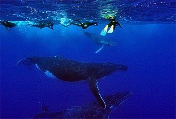 Humpback Whales