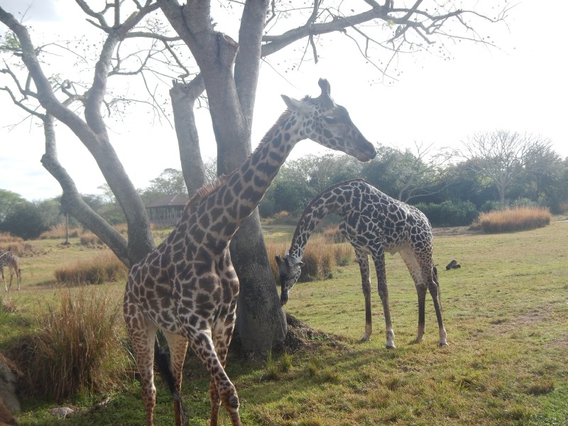 Giraffe