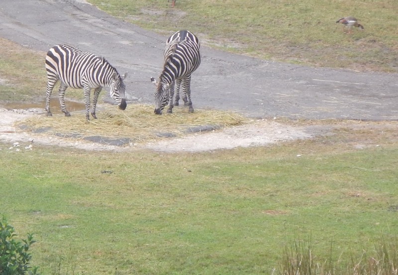 And Zebras