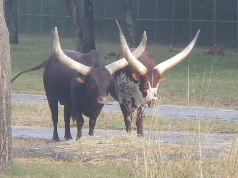 And these Ankole Cattle that looked like they belonged in Texas