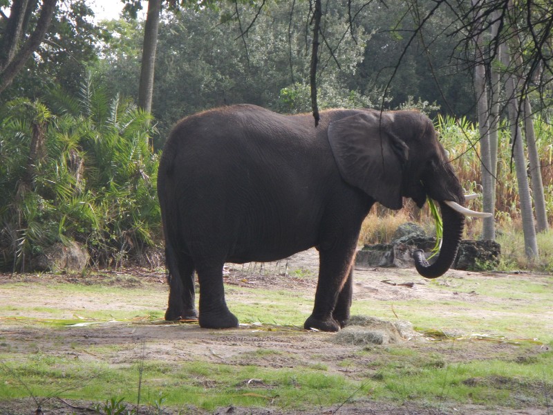 The Wild Animal Park had elephants