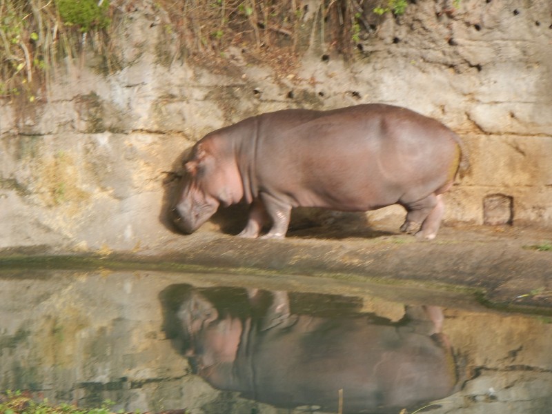 And hippopotamuses