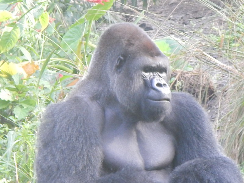 We sure didnt realize how big Gorillas are!