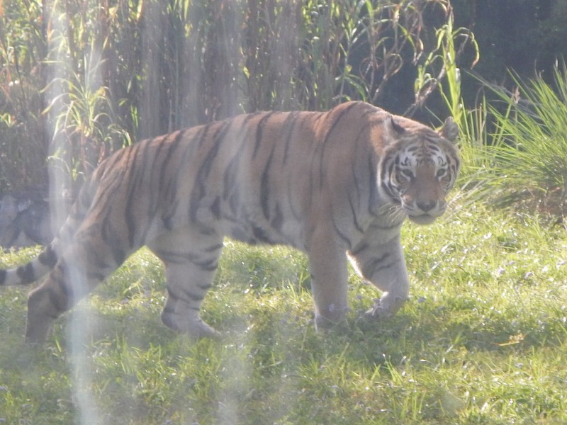 There were tigers