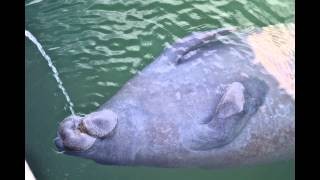 Manatee