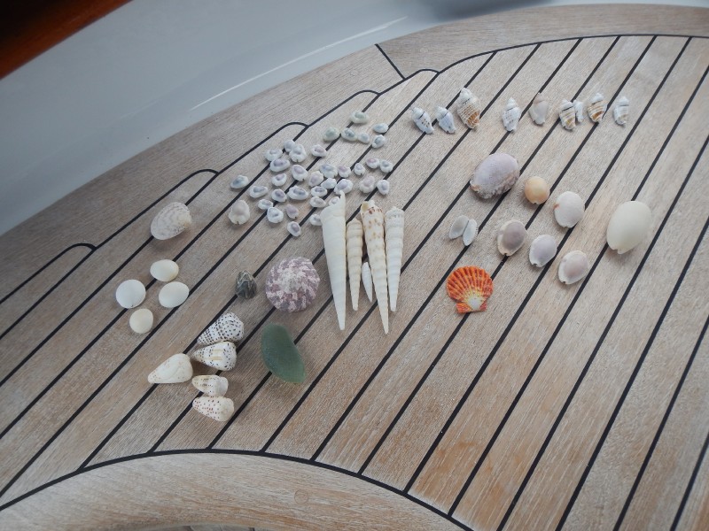 Shell Collecting