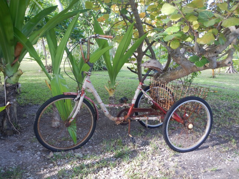 Coconut Seat