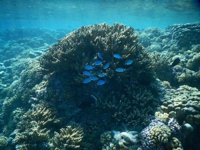 Fakarava South Underwater Blue Fish