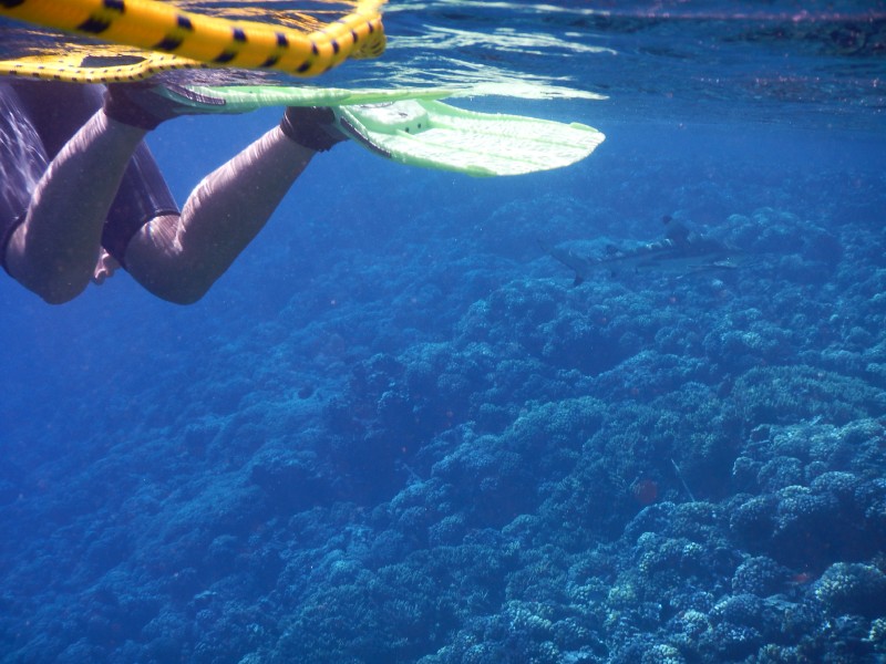 Riding the current with a shark