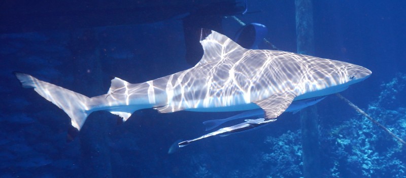 Fakarava Black Tip