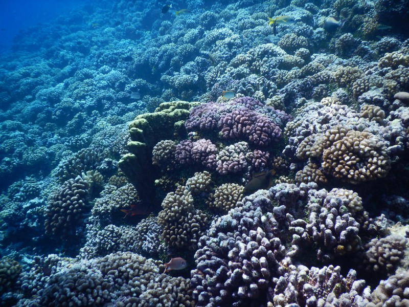 Coral, Coral, Coral