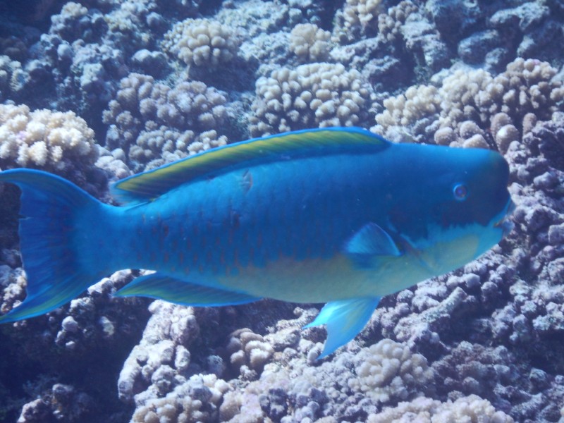 Multicolor Fish