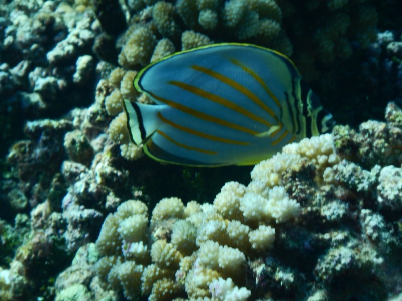 Pretty Fish