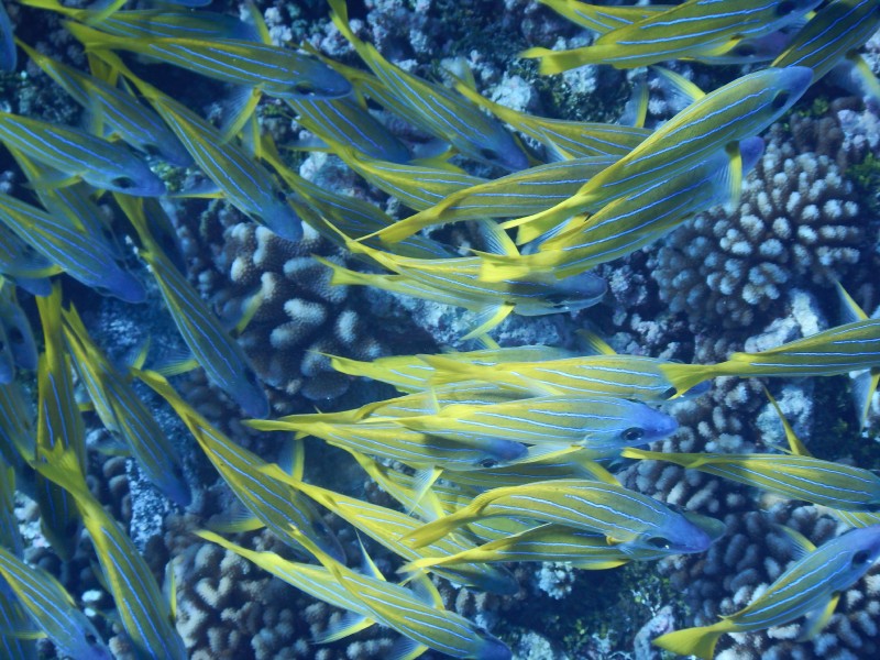 Yellow Fish
