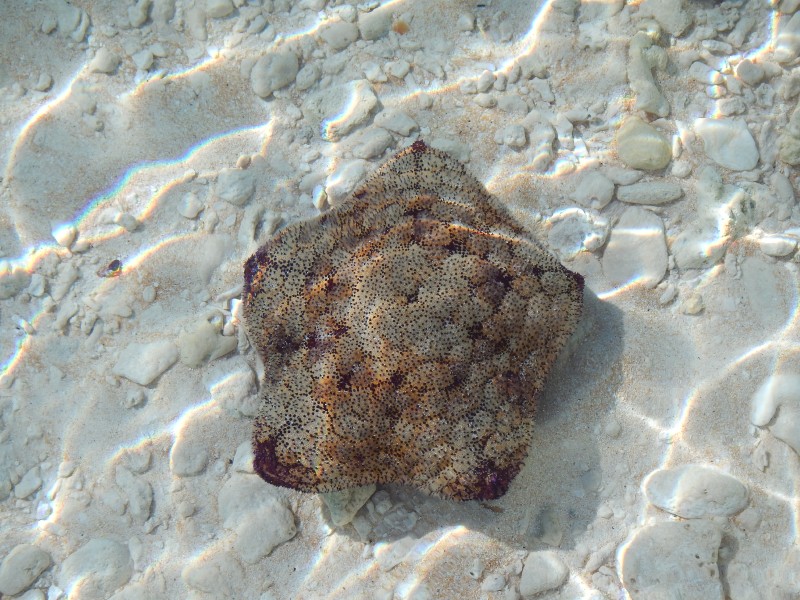 Cushion Starfish