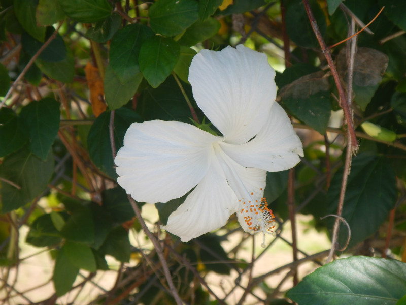 Maupiti Flowers