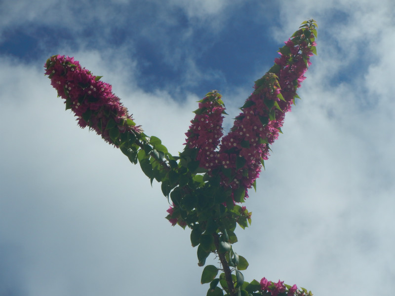 Maupiti Flowers