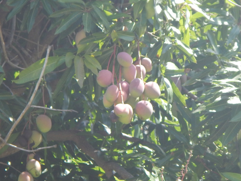 Maupiti Mangos