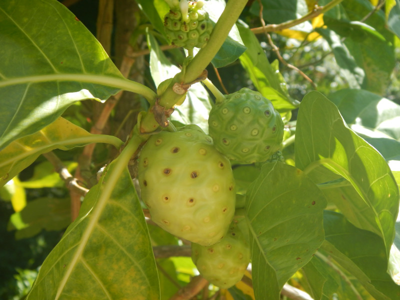 Maupiti Noni