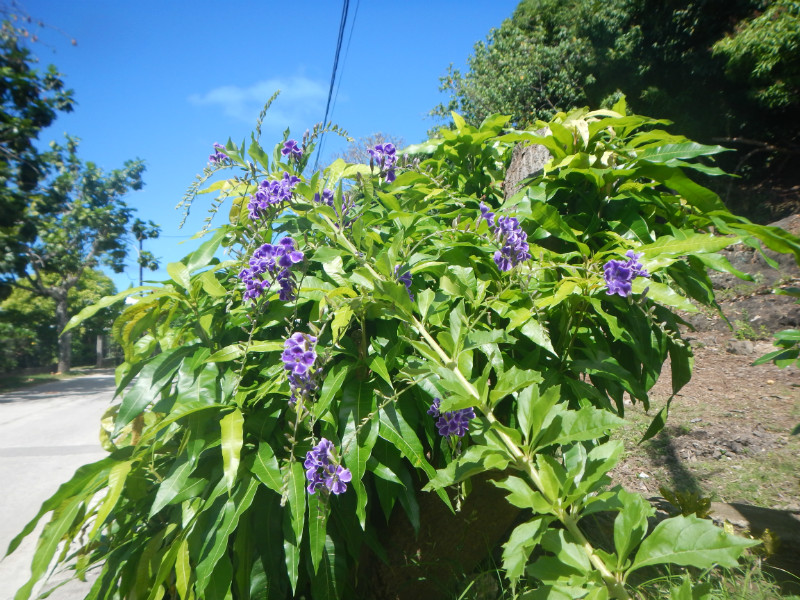 Maupiti Purple Flowers
