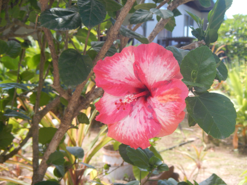 Maupiti Red Flower