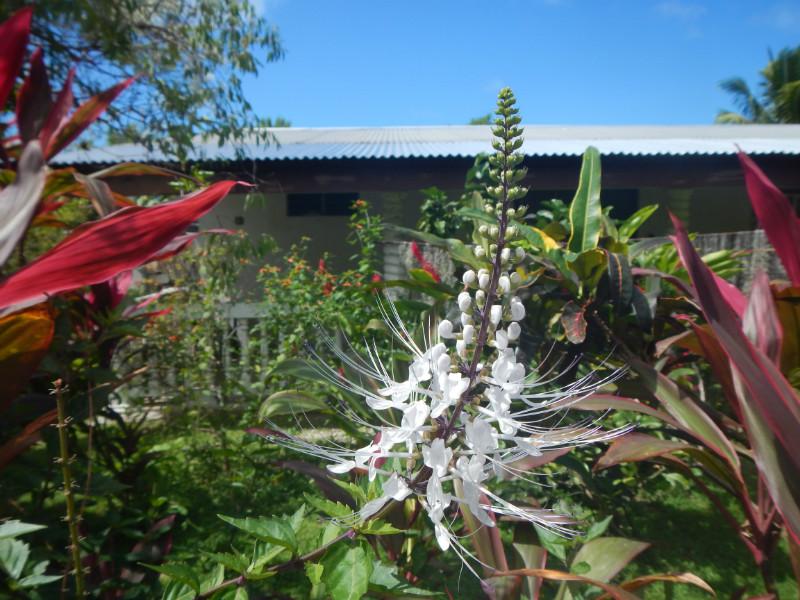 Maupiti White Flowers