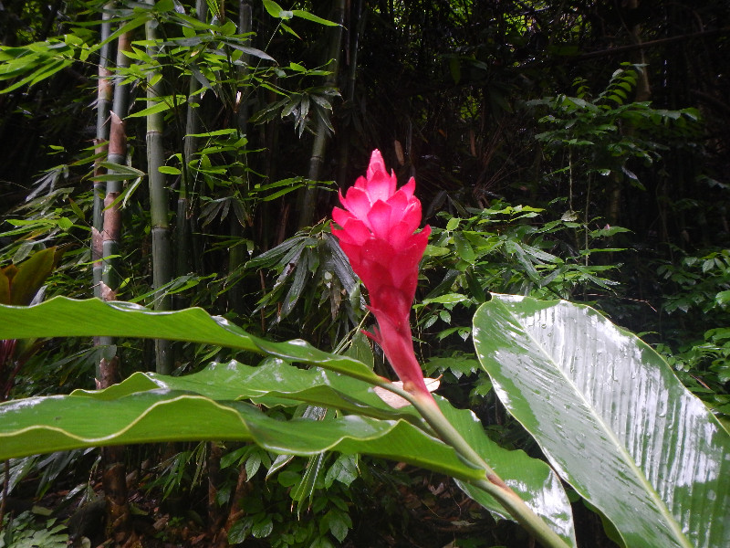 After the rain comes flowers