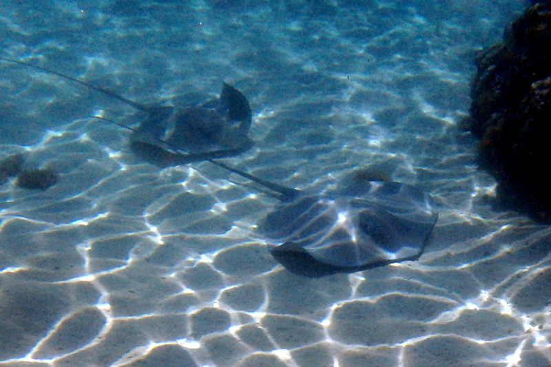Moorea Stingrays