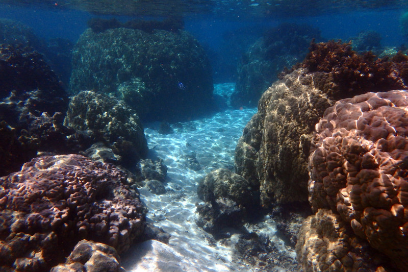 Moorea Coral