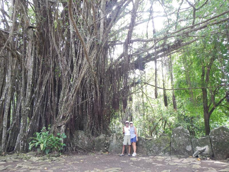 Banyan Tree at Sacred Marae