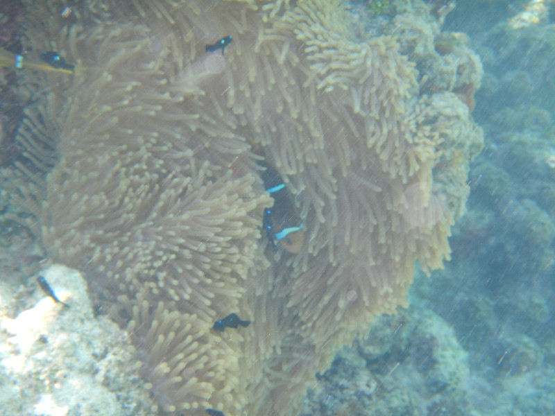 Pet Clownfish in Huahine