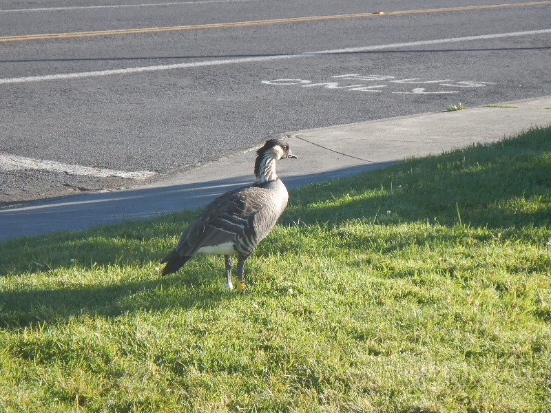 Hawaii's Nene
