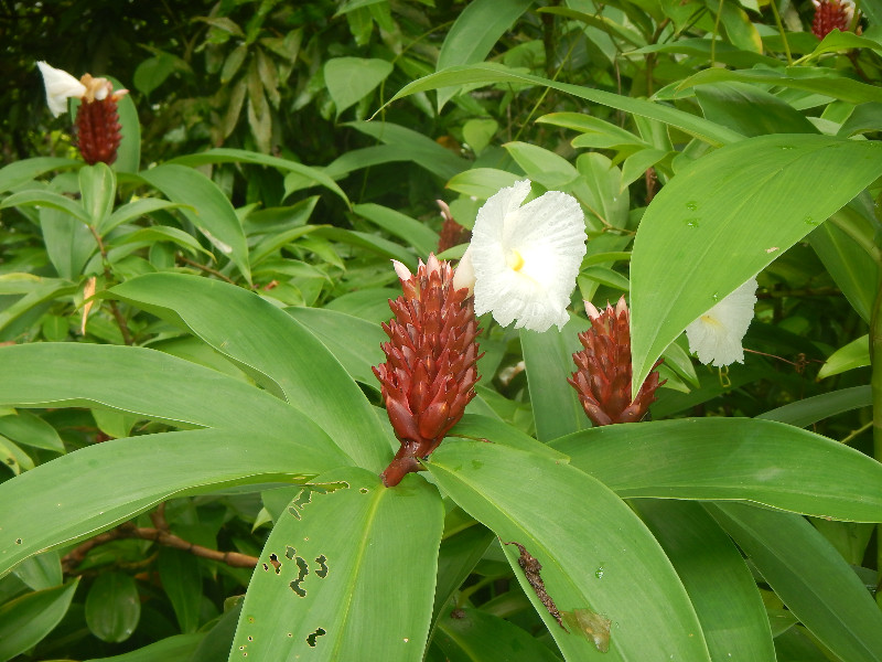 Tahiti Flowers