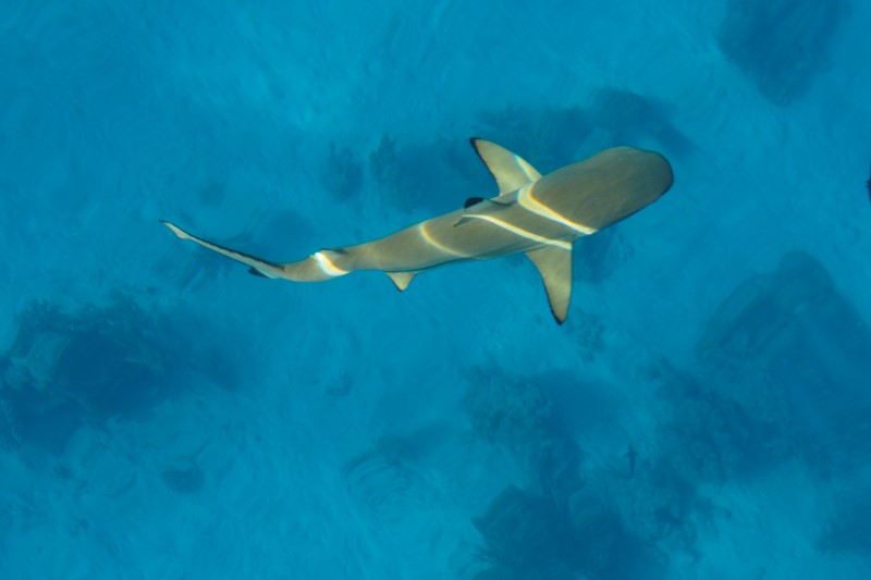 18. Fakarava Sharks