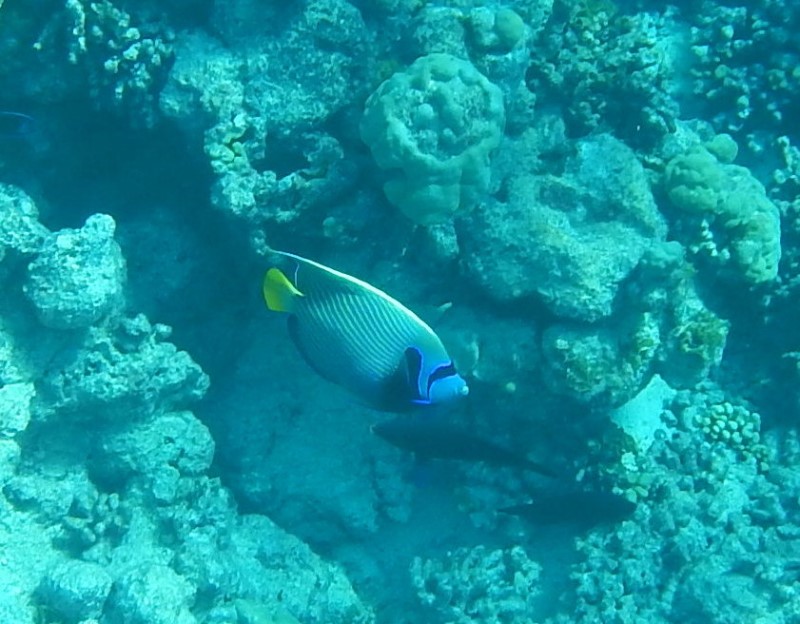 19. Emperor Angel Fish