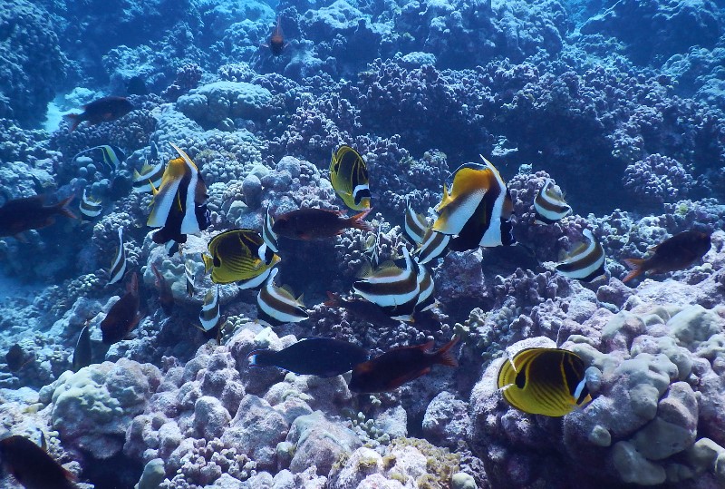 20. Tropical Fish