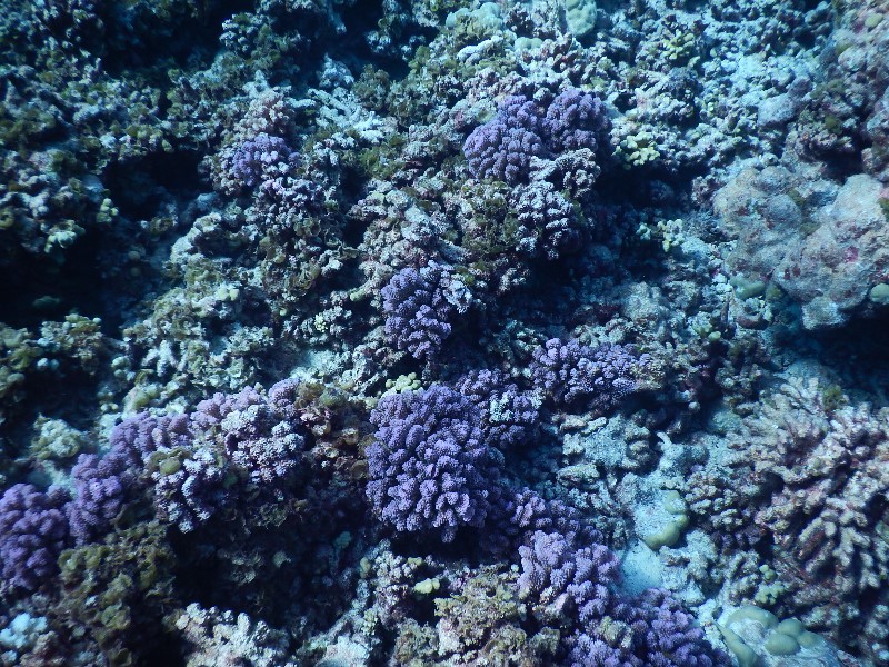 21. Beautiful Coral