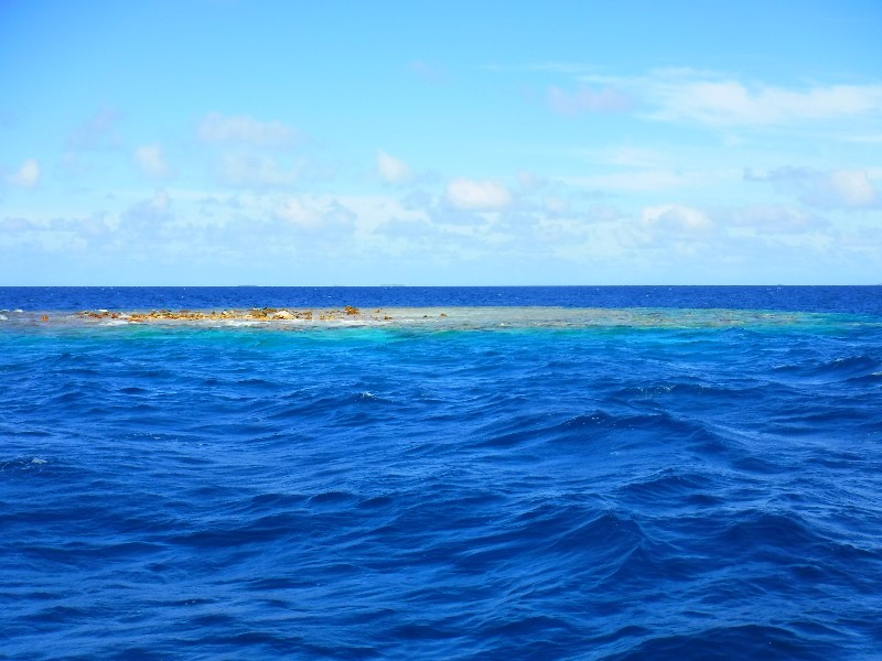 24. Watch out for coral