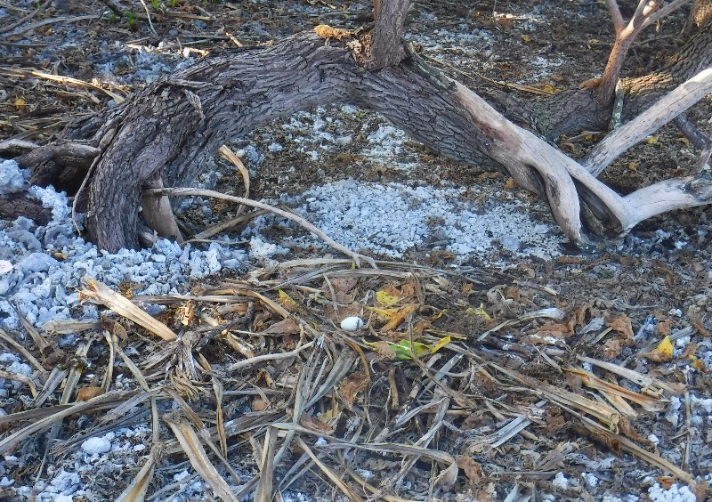 33. Bird Egg on the Ground