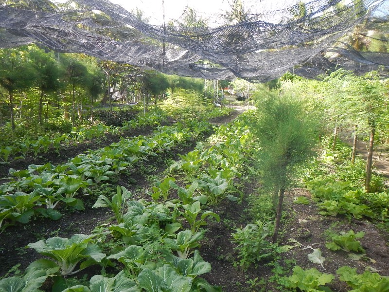 49. Garden of Eden